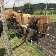 Scotland Trip 2019 Cows