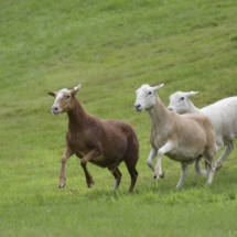 Sheep Dog Trails NH Highland Games