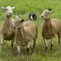 Sheep Dog Trails at NH Highland Games