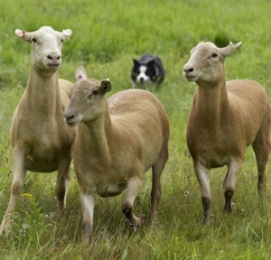 nhscot nh highland games seminars nhscot highland games sheep dog trials