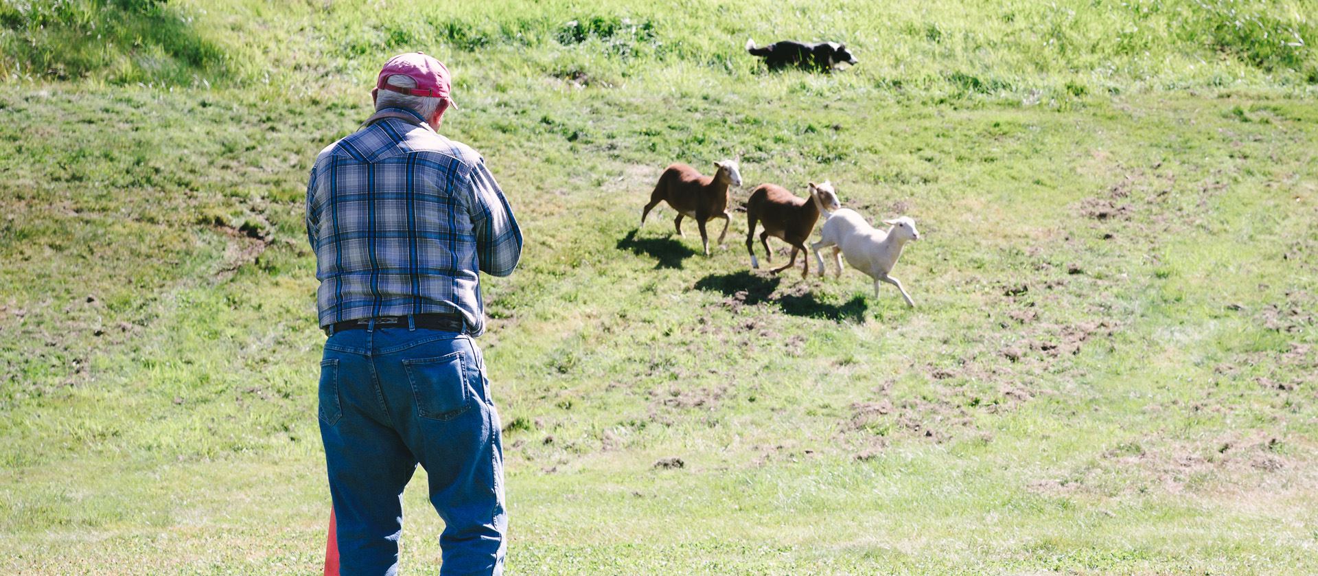 NHSCOT highland games festival banner 1 NHSCOT highland games festival banner 1sheep dog trials